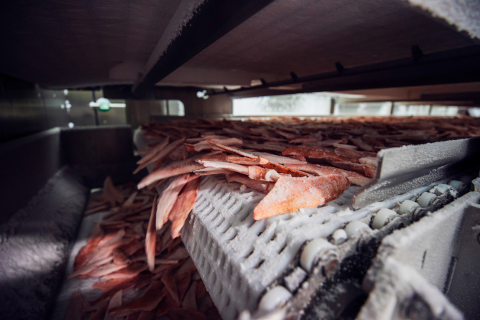 Redfish fillets in IQF tunnel